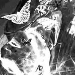 Post Scriptvm : Lethargic Revelation